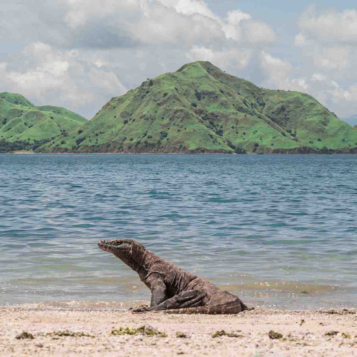 Komodo