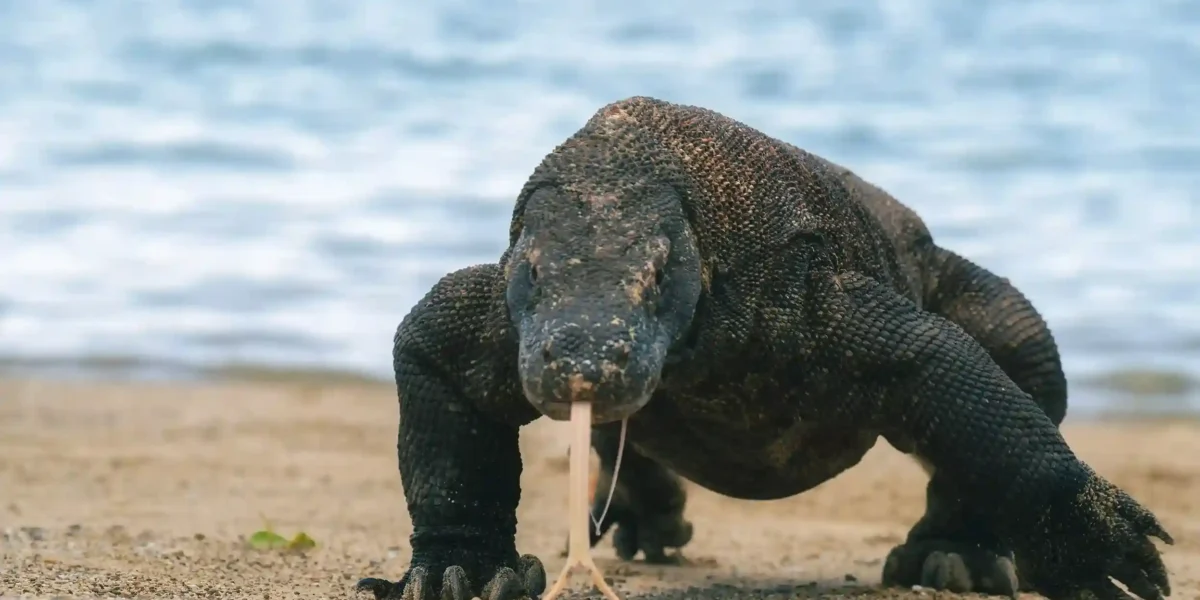 Komodo dragon on Komodo Island