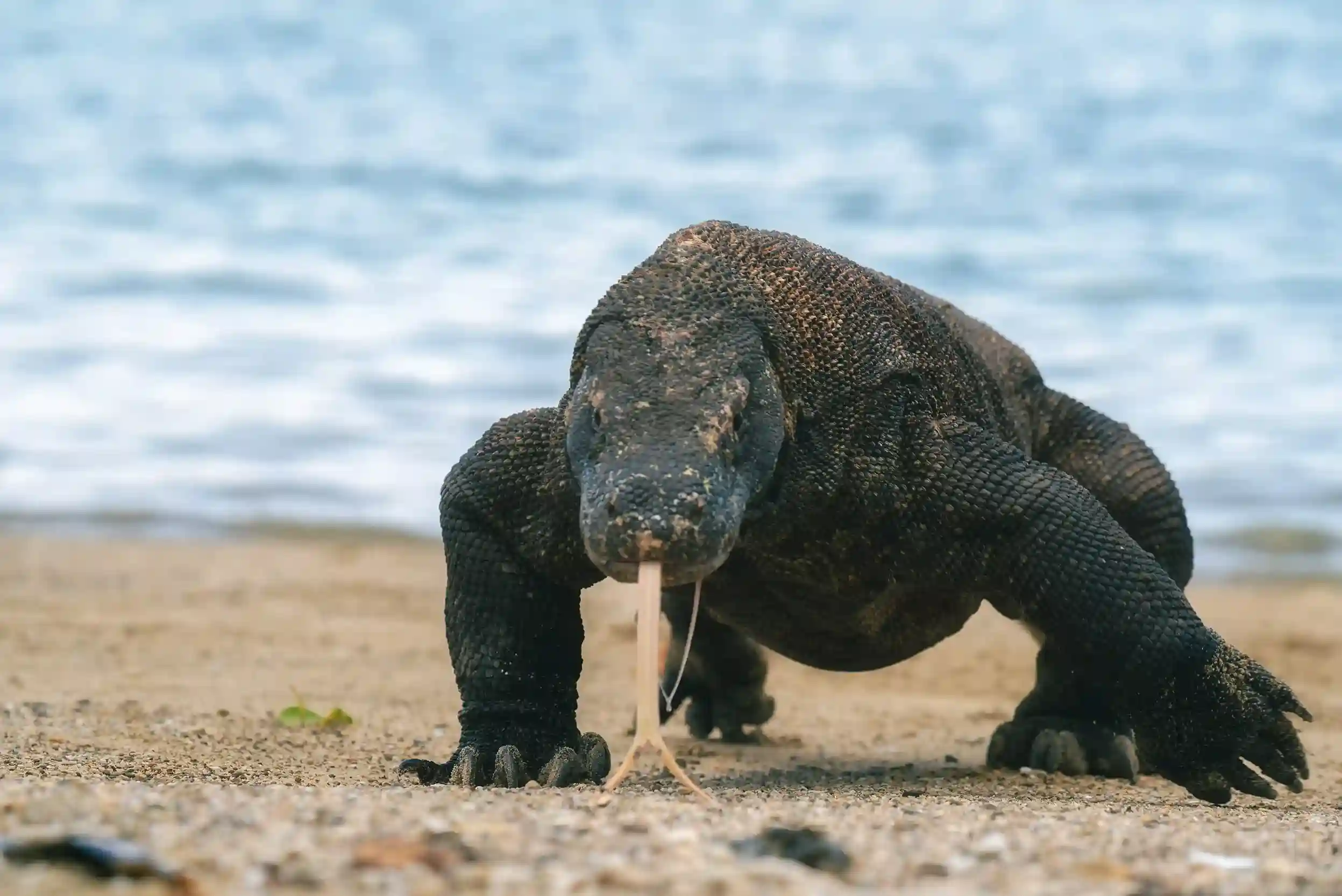 Komodo dragon on Komodo Island