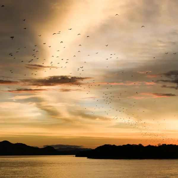 Kalong Island | Komodo Luxury