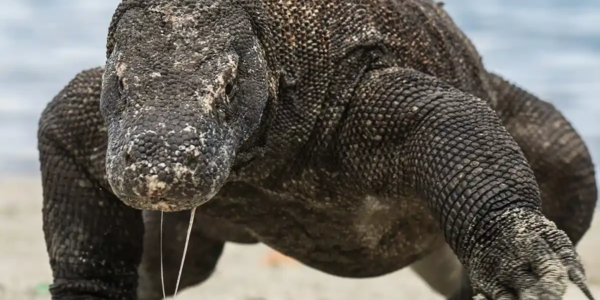 Komodo Dragon Facts