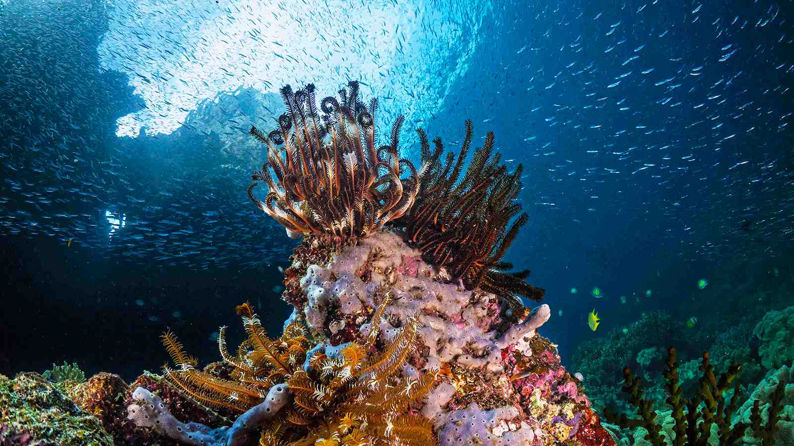 Raimuti Island on Cendrawasih Bay | Diving Tour by Komodo Luxury