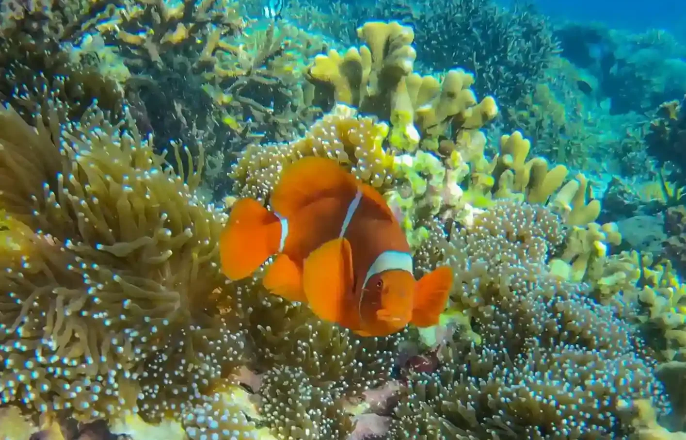 A Nemo spotted on the Sebayur Island