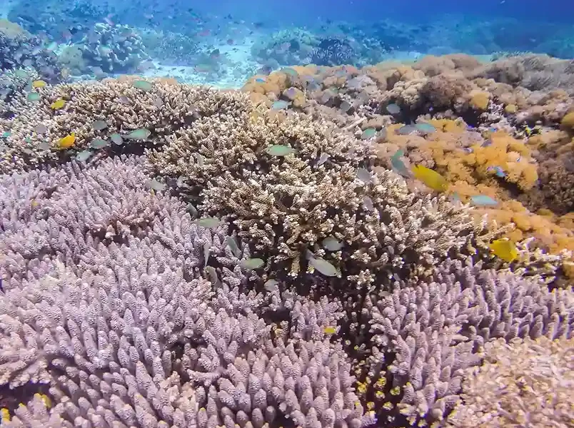 The Underwater Paradise of Komodo
