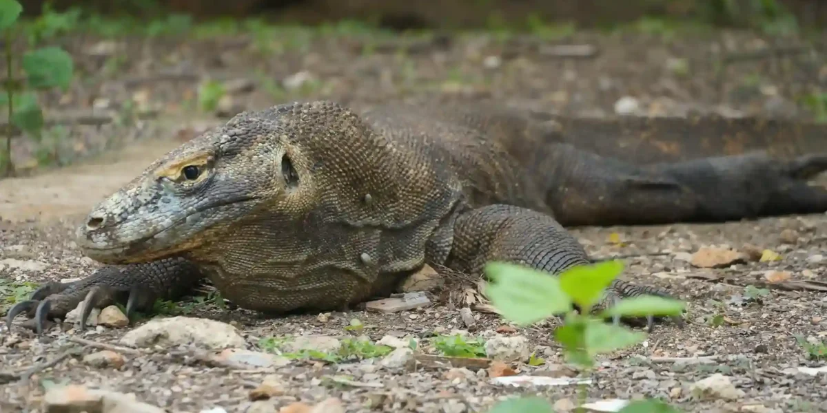 The Komodo Dragon at Komodo Island