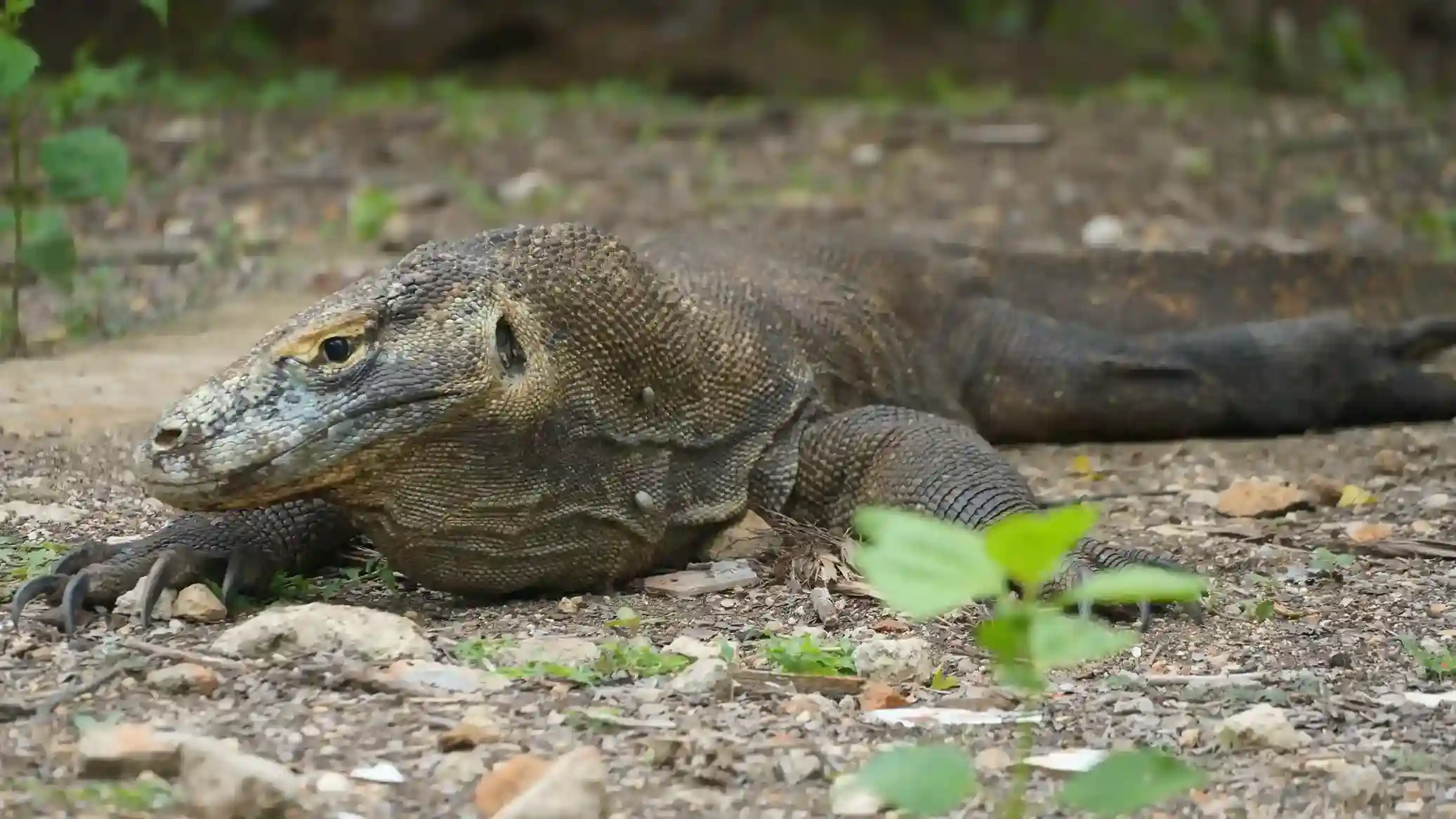 The Komodo Dragon at Komodo Island