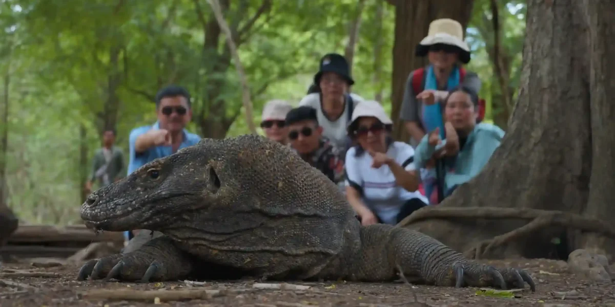 The tourists spotted Komodo dragon at Komodo Island