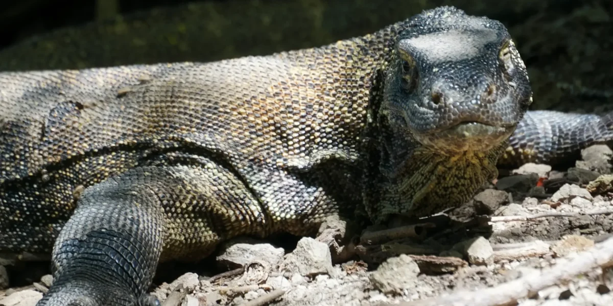 The Komodo dragon at the Komodo Island | Komodo Luxury