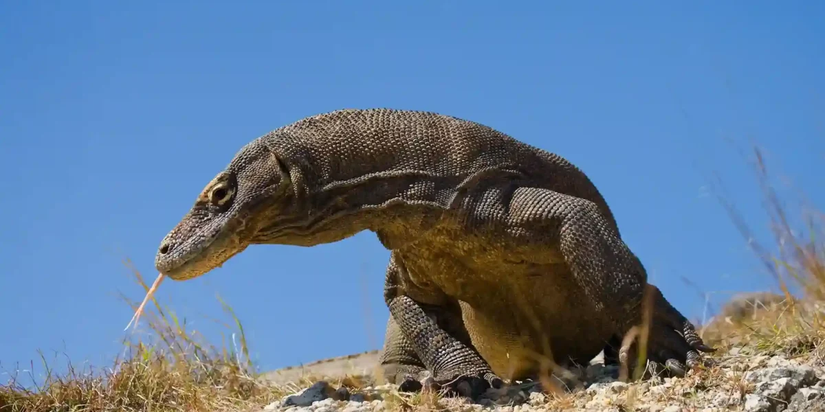 The Komodo Dragon