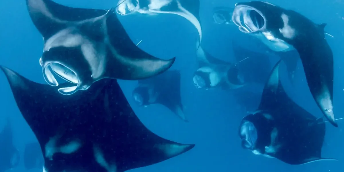 Manta Rays Point - Komodo Luxury