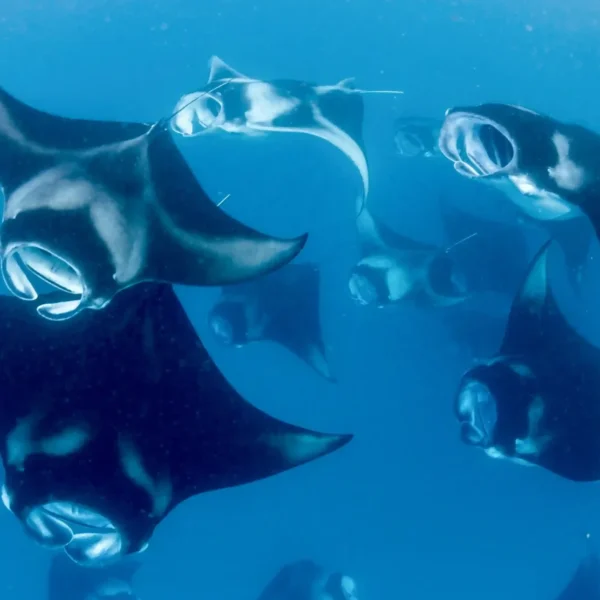 Manta Point on Komodo National Park | Komodo Tour Packages | Komodo Luxury
