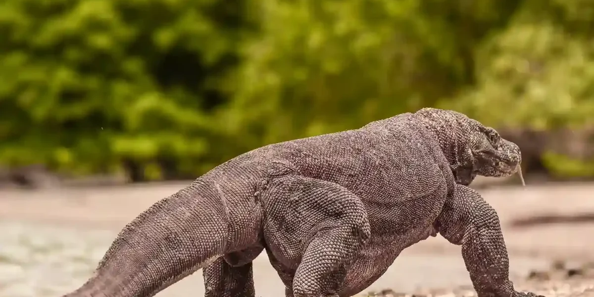 Komodo dragon on Komodo National Park