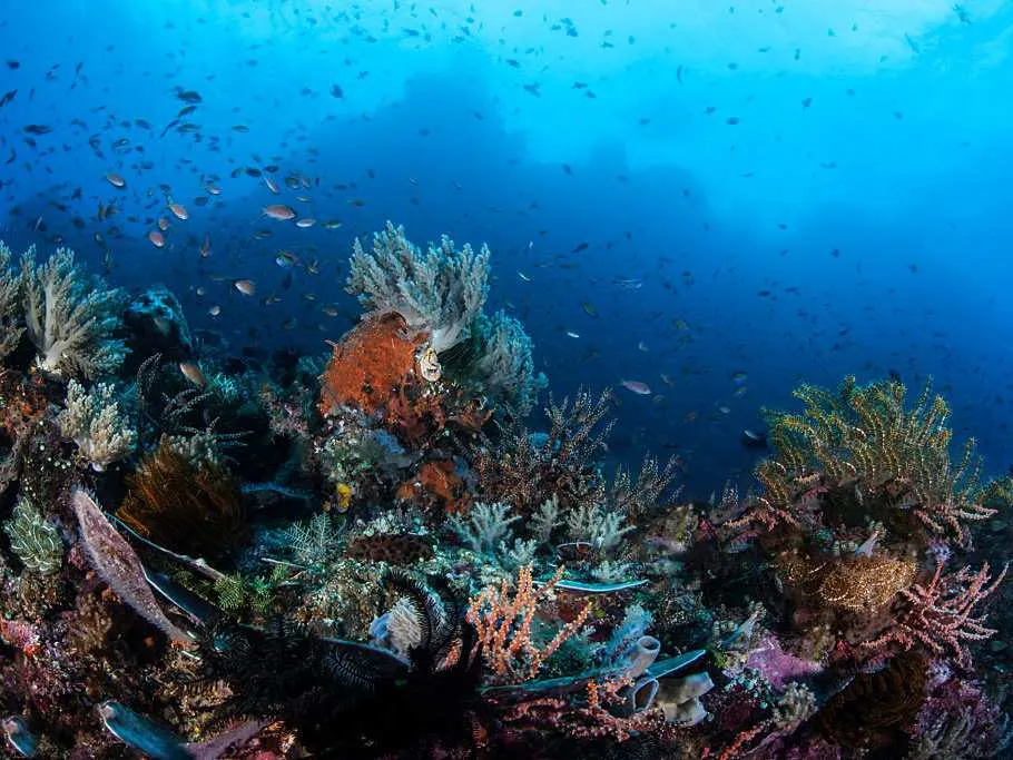 Warokaraket & Boo Island, Misool on Raja Ampat | Komodo Luxury