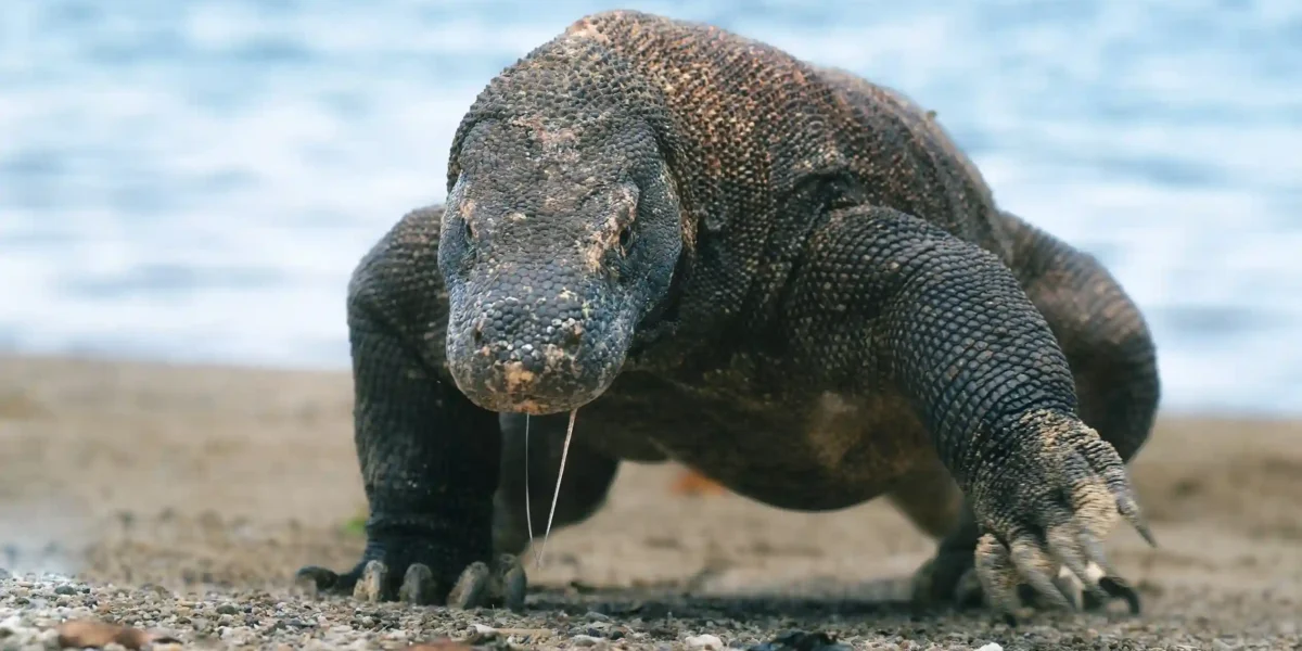 Komodo Dragon - Does Komodo Dragon Live in Australia