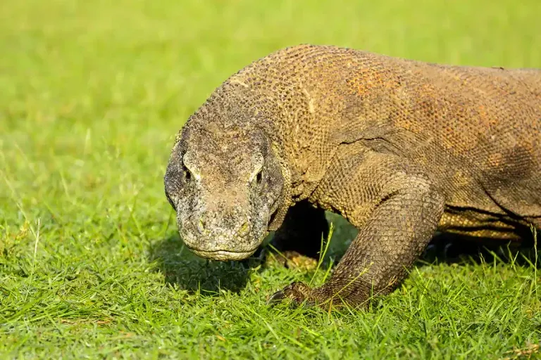 Featured image Traveling from Istanbul to Komodo National Park - KomodoLuxury