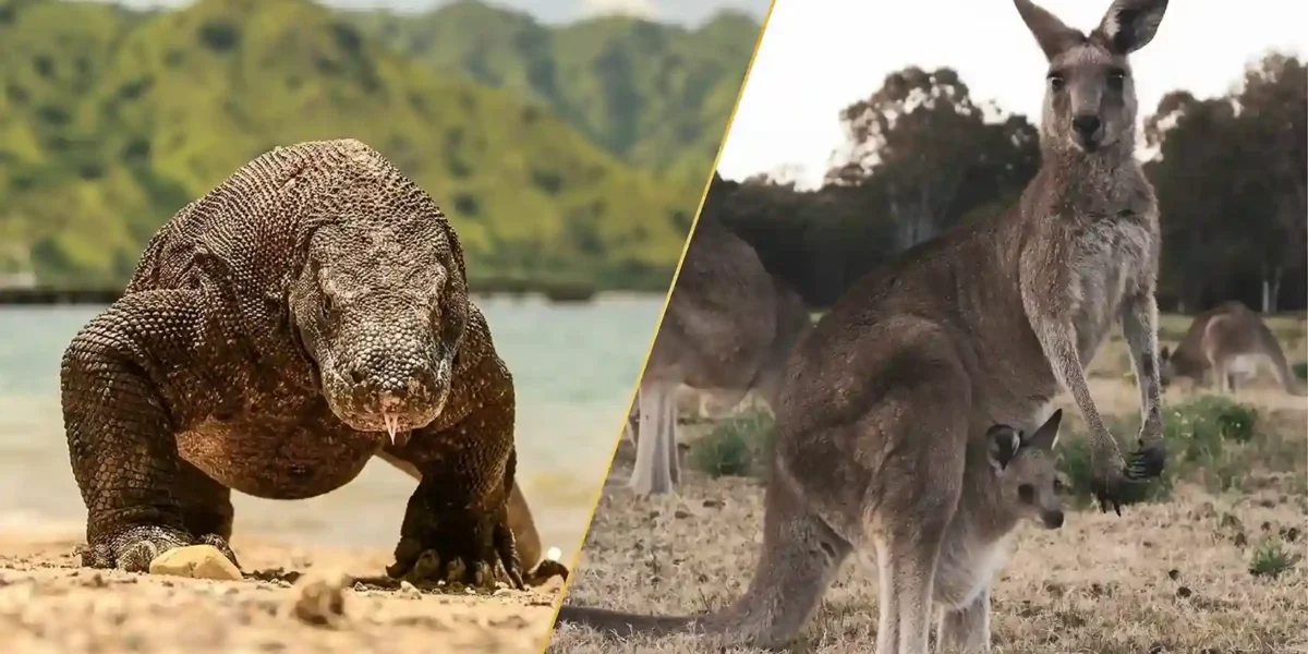 Wildlife Wonders Australia's Kangaroos and Indonesia's Komodo dragons