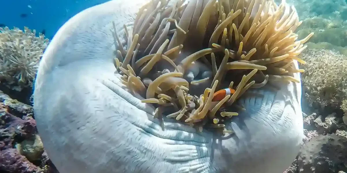 Yenbuba Underwater Raja Ampat - Komodo Luxury