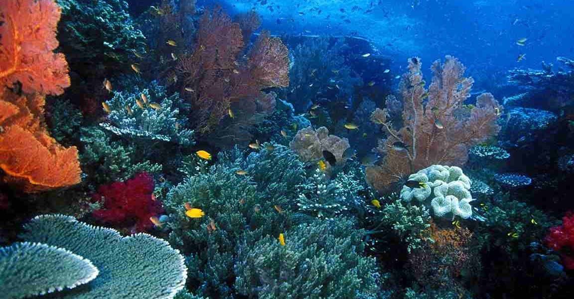 Raja Ampat diving underwater - KomodoLuxury