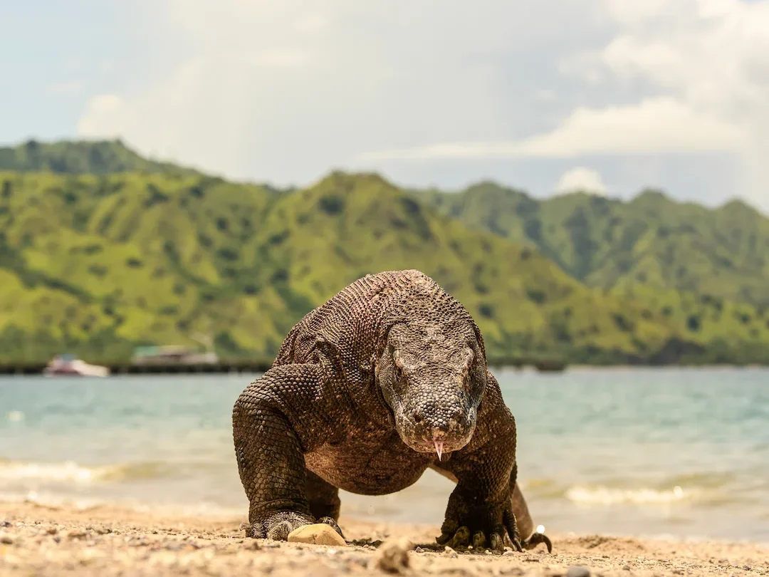 Komodo National Park | Komodo Luxury