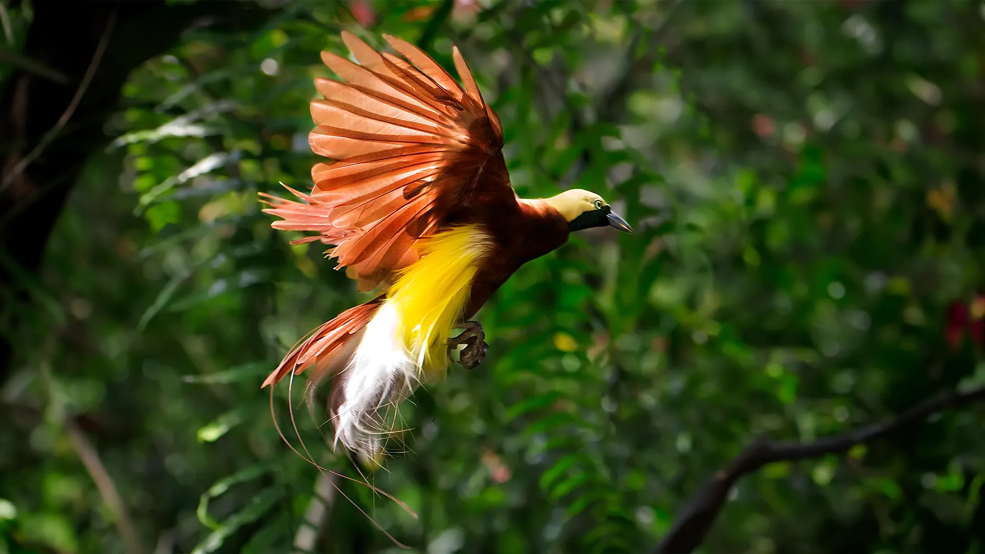 Birdwatching Activity | Raja Ampat Tour | Komodo Island Tour | Komodo Luxury