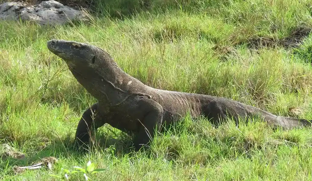Komodo dragon | Komodo Luxury