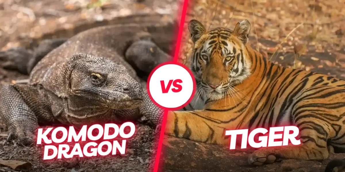 Komodo vs Tiger | Komodo Luxury
