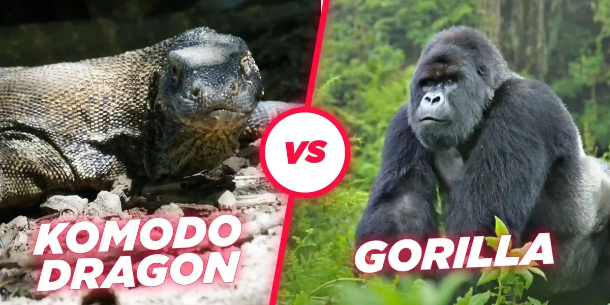 Komodo dragon vs Gorilla | Illustration | KomodoLuxury