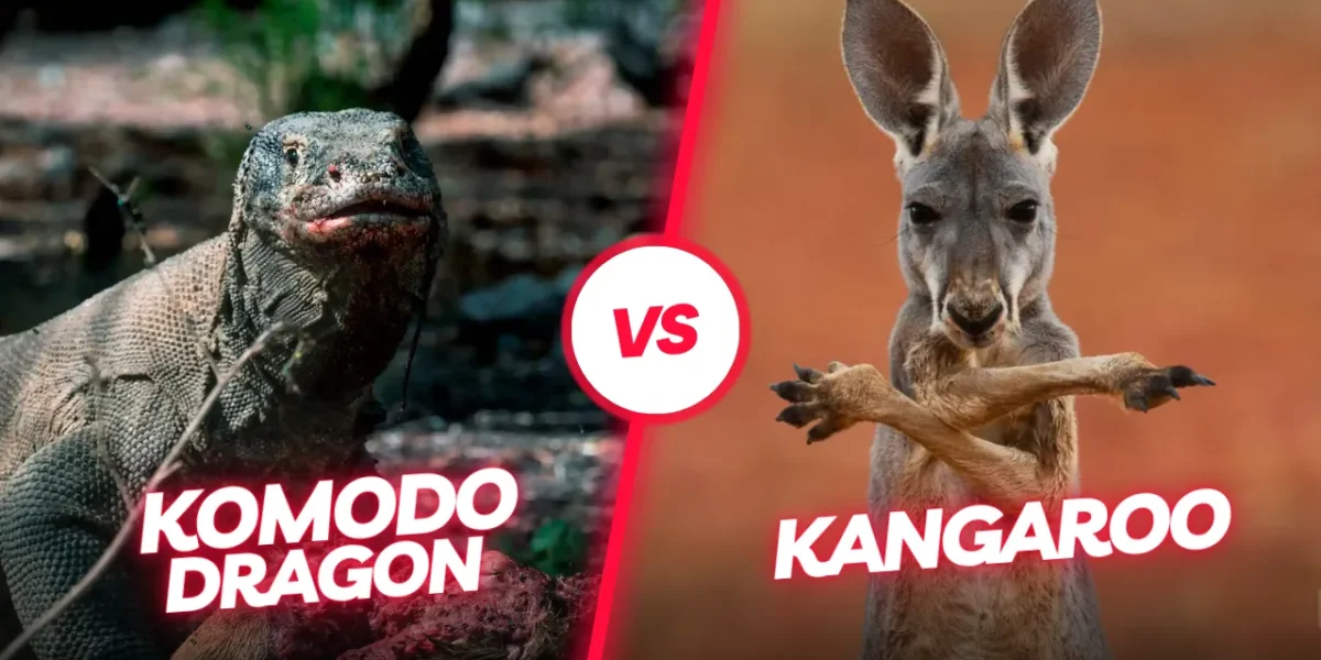 Komodo dragon vs Kangaroo | Komodo Luxury