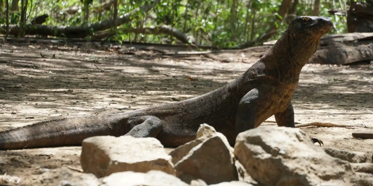 Komodo Dragon on Komodo National Park | Komodo Tour Packages | Komodo Luxury