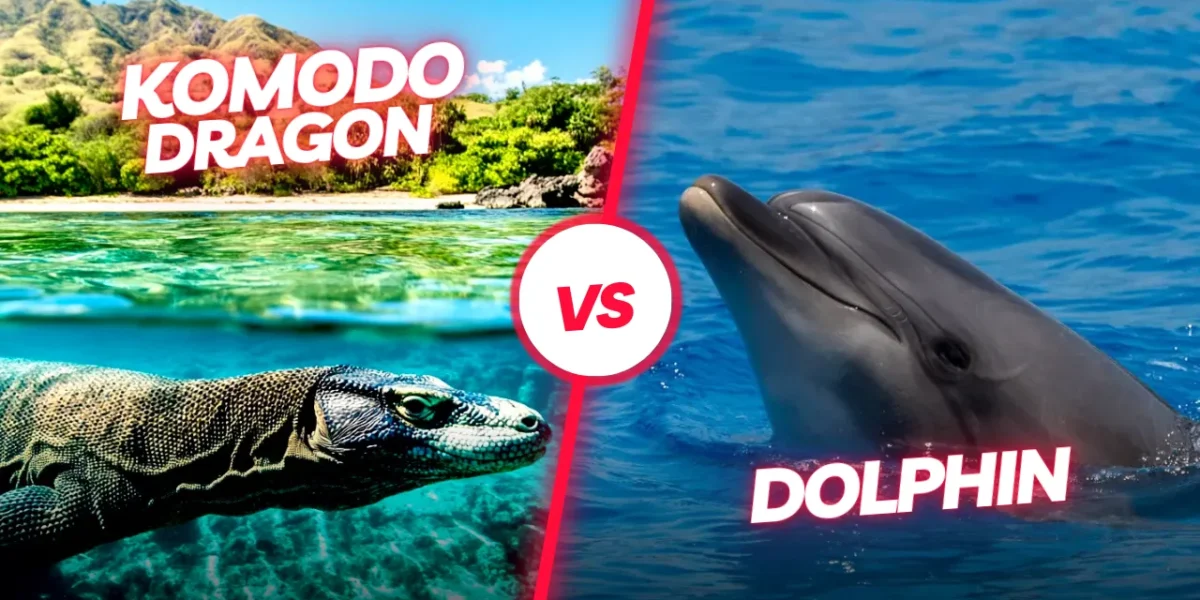 Komodo dragon vs Dolphin | Komodo Luxury
