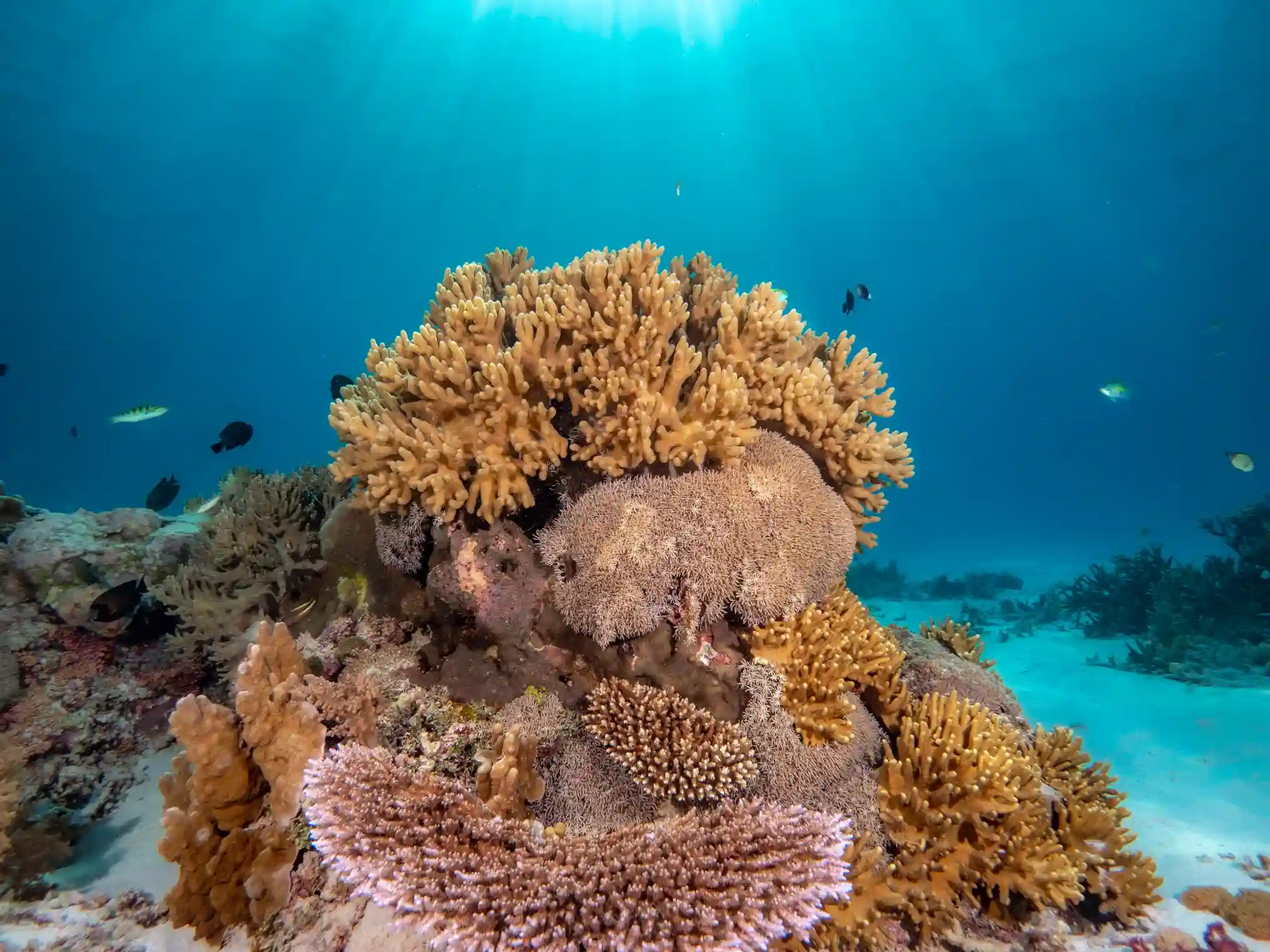 Biak Island Diving | Cendrawasih Bay | Komodo Luxury