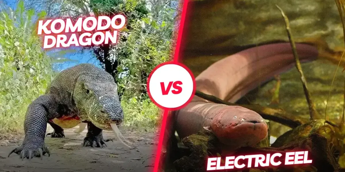 Komodo dragon vs Electric Eel | Komodo Luxury