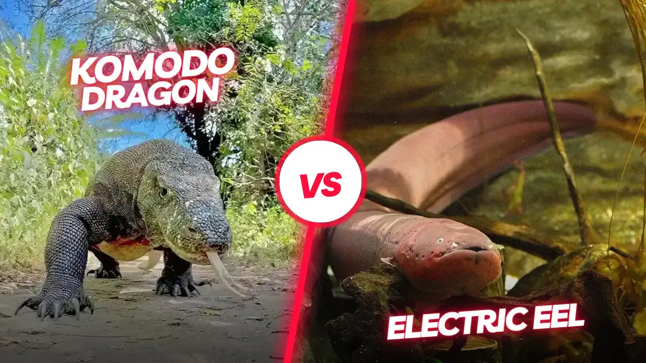 Komodo dragon vs Electric Eel | Komodo Luxury
