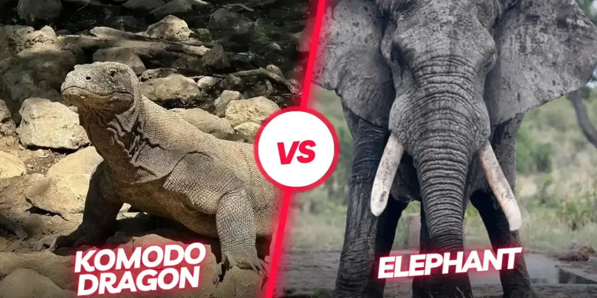 Komodo dragon vs Elephant | Komodo Luxury