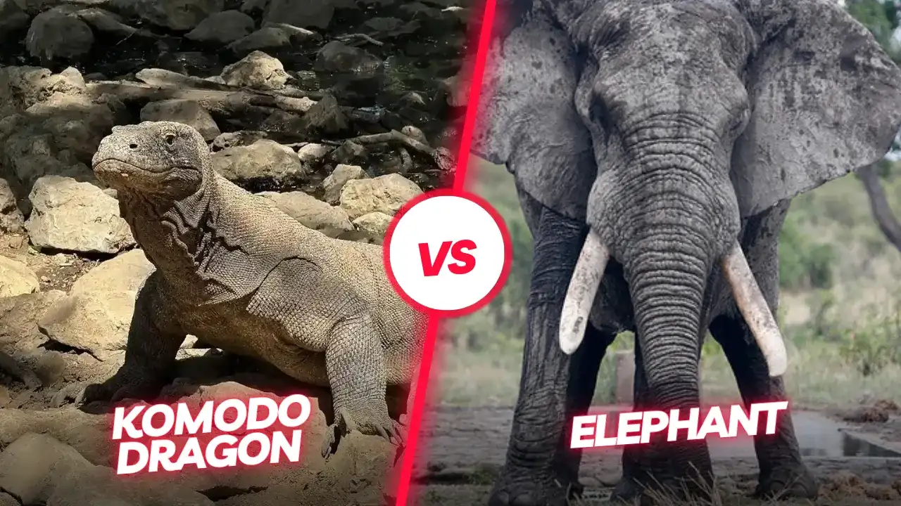 Komodo dragon vs Elephant | Komodo Luxury