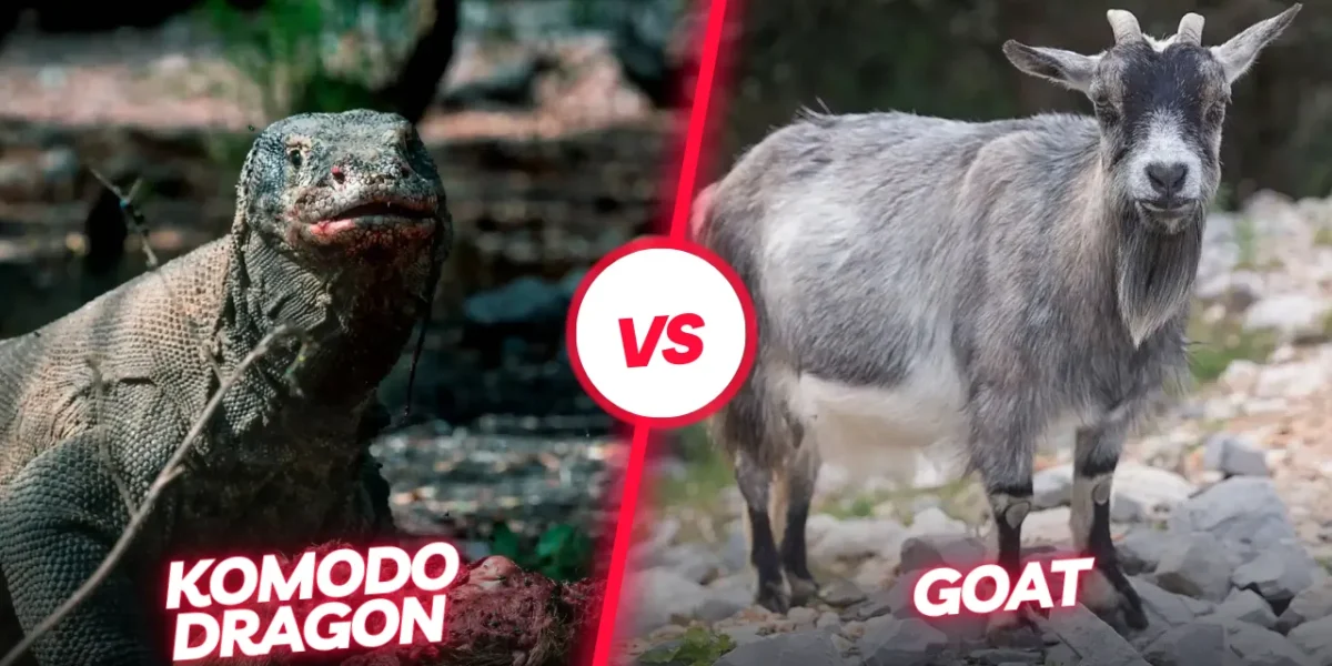 Komodo dragon vs Goat | Komodo Luxury