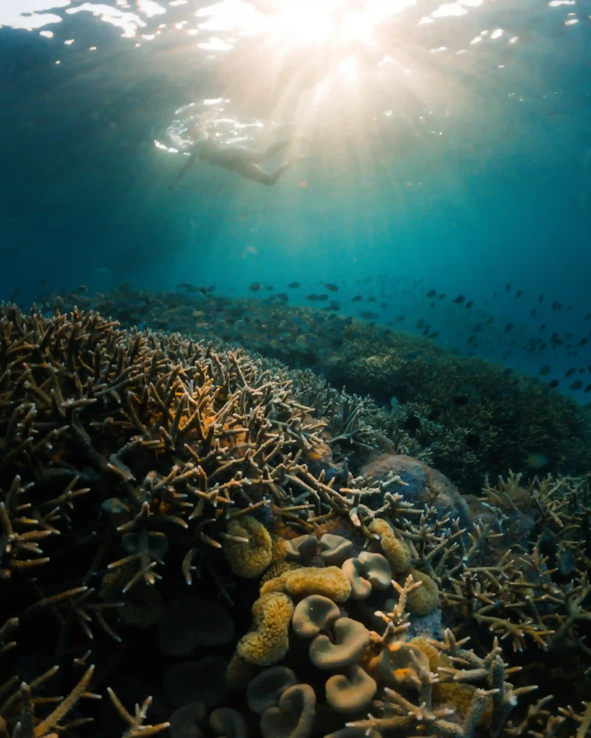Snorkeling Raja Ampat | Komodo Luxury