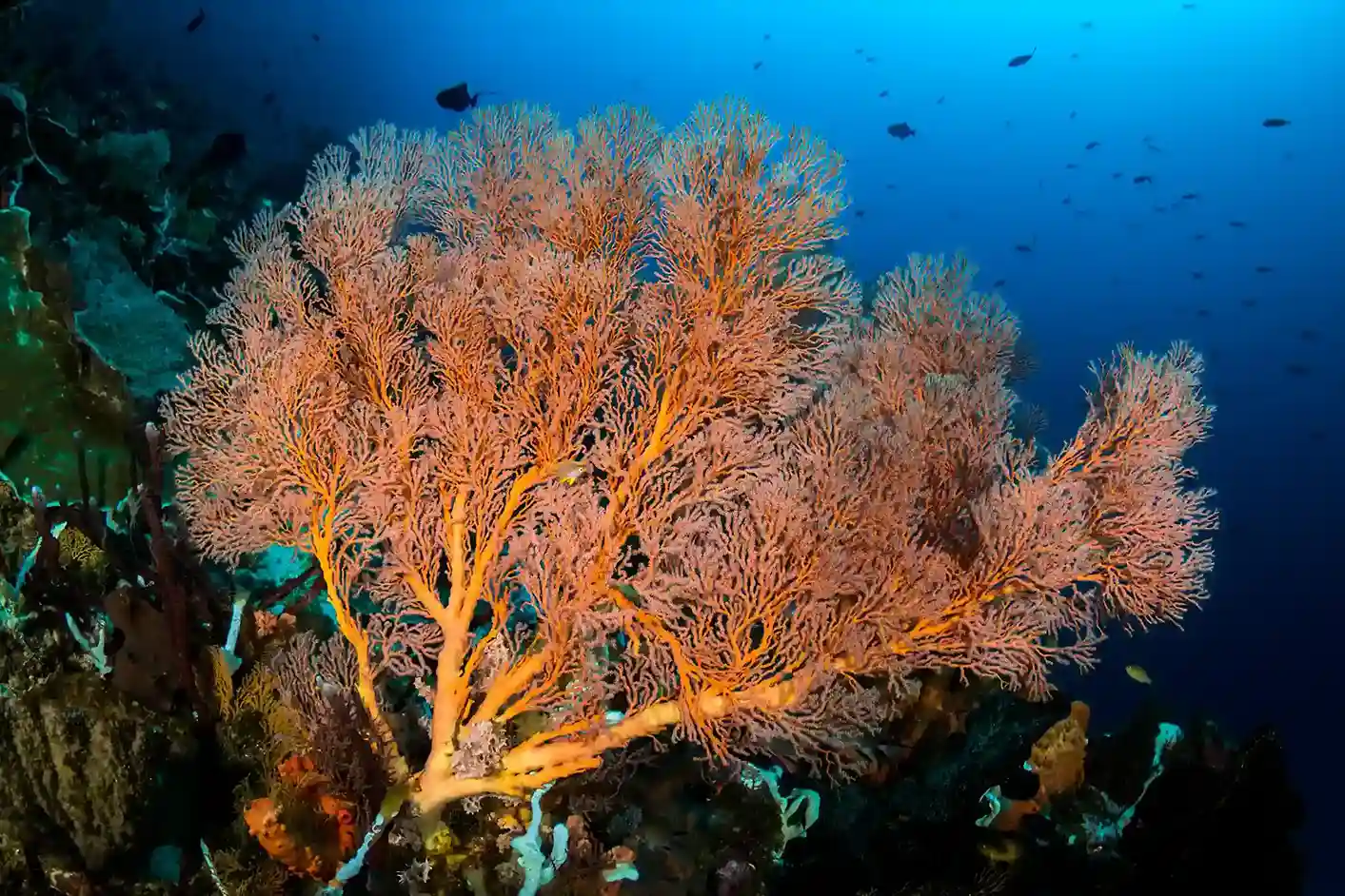 Shark Plateau | Snorkeling | Komodo Luxury