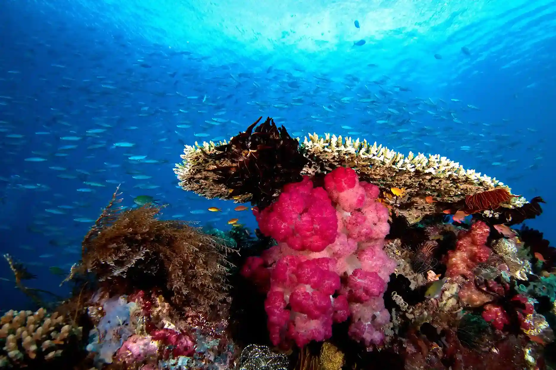Raja Ampat Diving Underwater | Komodo Luxury
