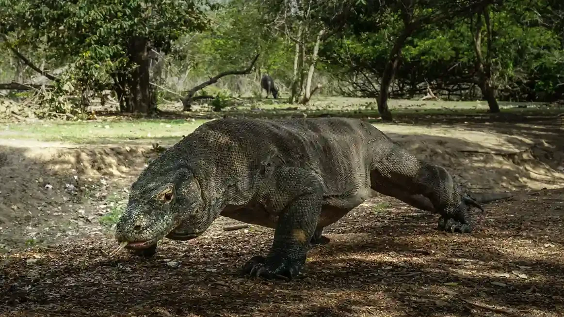 Best Time of Day to See Komodo Dragons | Komodo Luxury