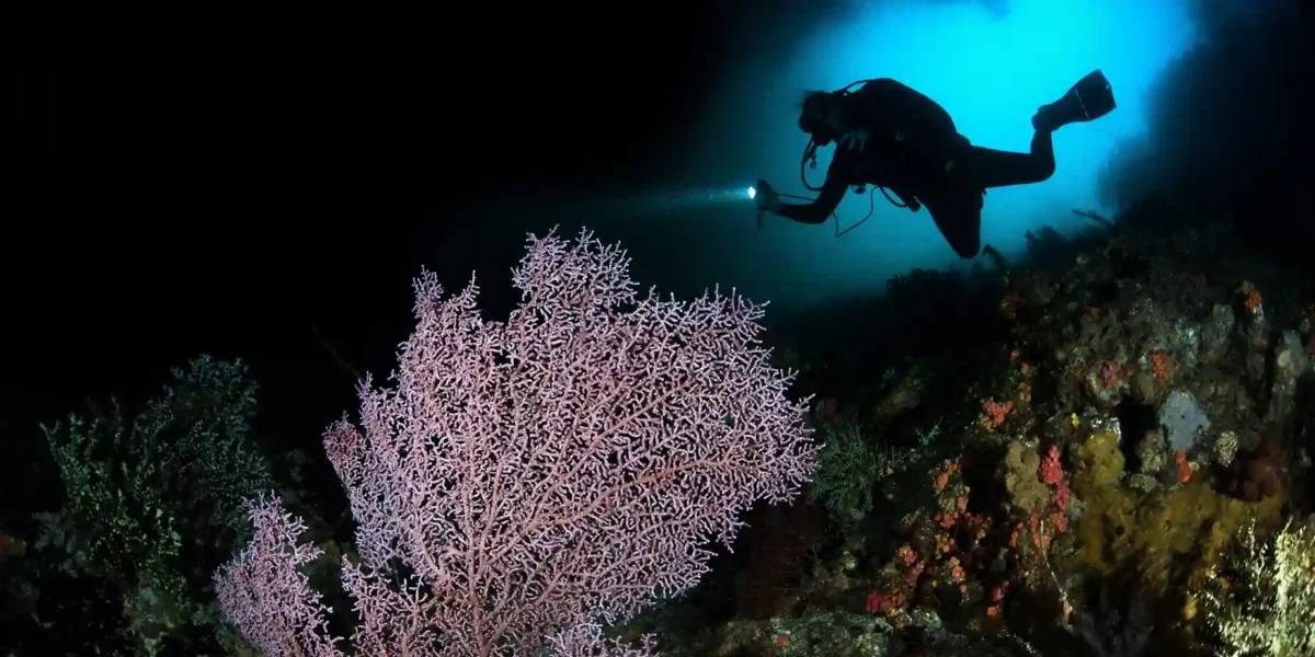 Misool Diving in Raja Ampat | Komodo Luxury