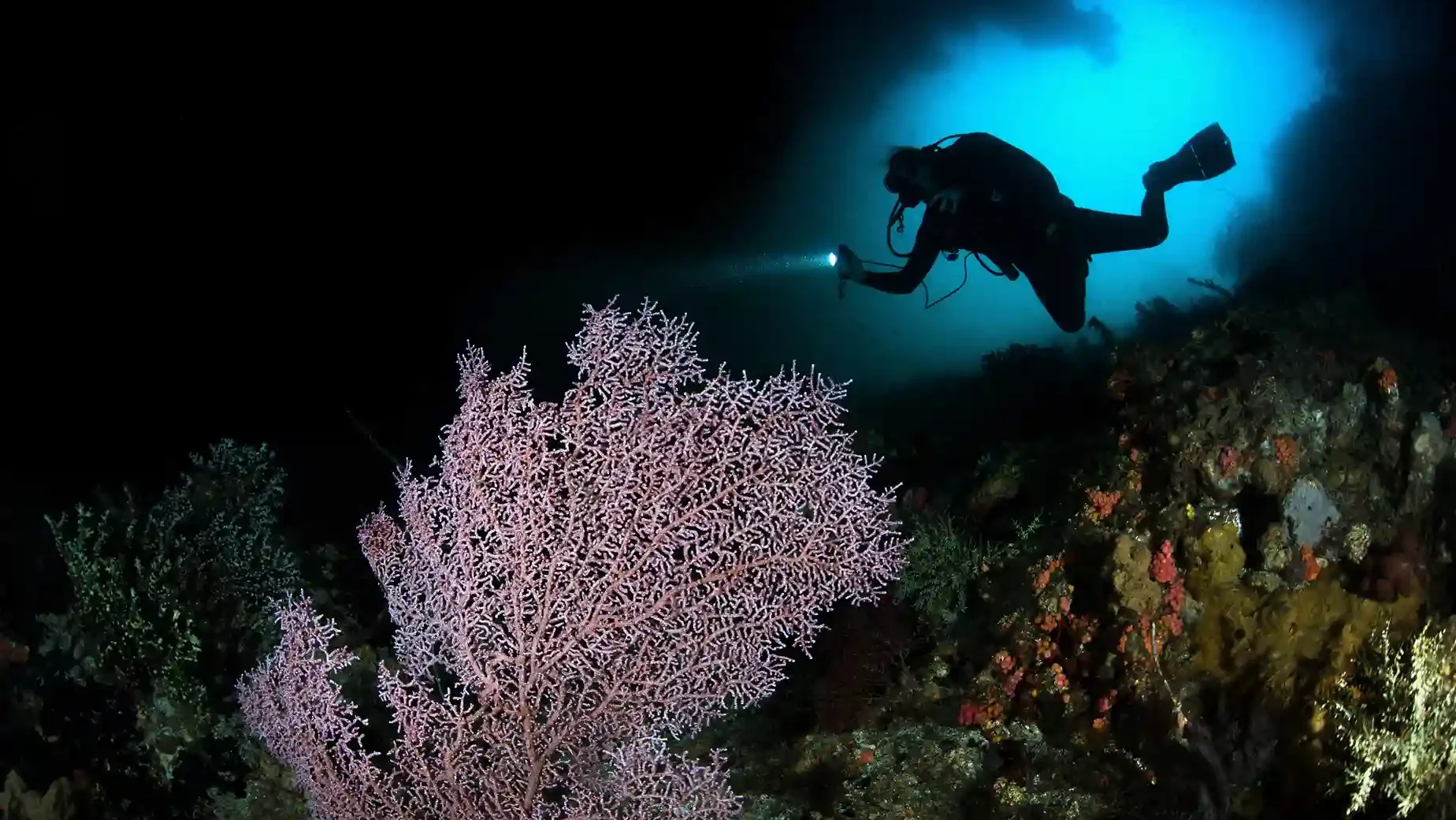 Misool Diving in Raja Ampat | Komodo Luxury