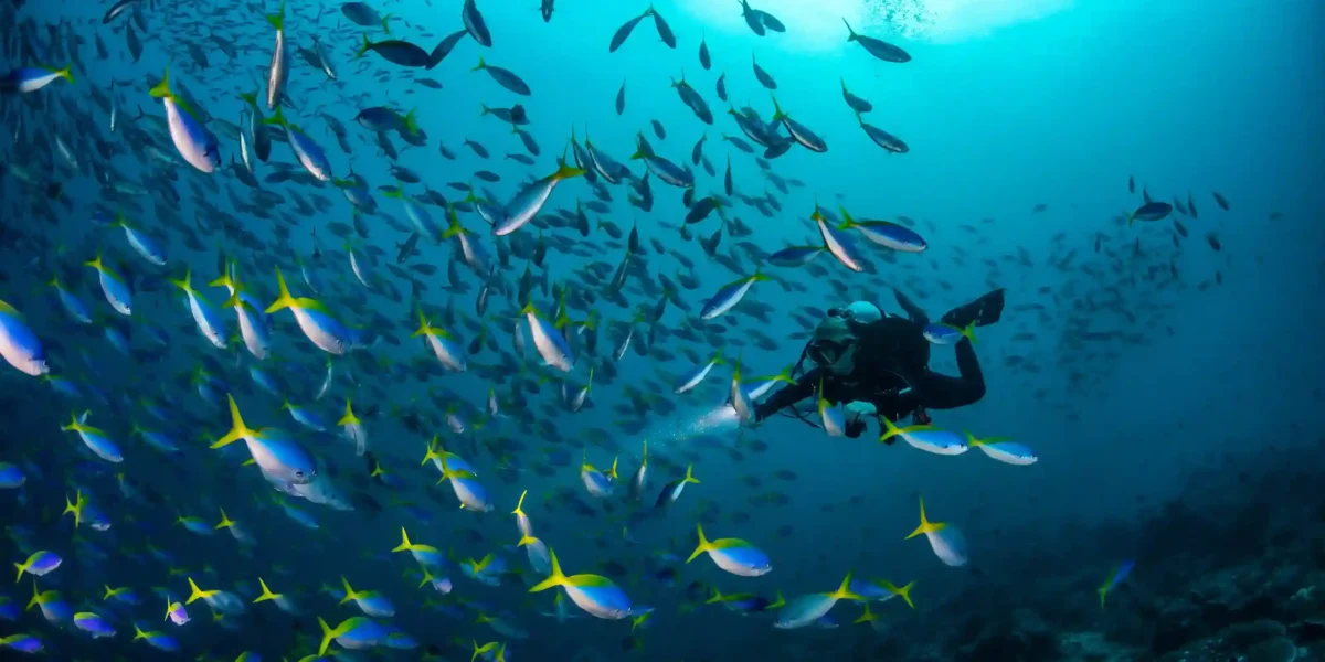 Diving with Fusilier in Misool Raja Ampat | What Marine Life Can You See in Misool | Komodo Luxury