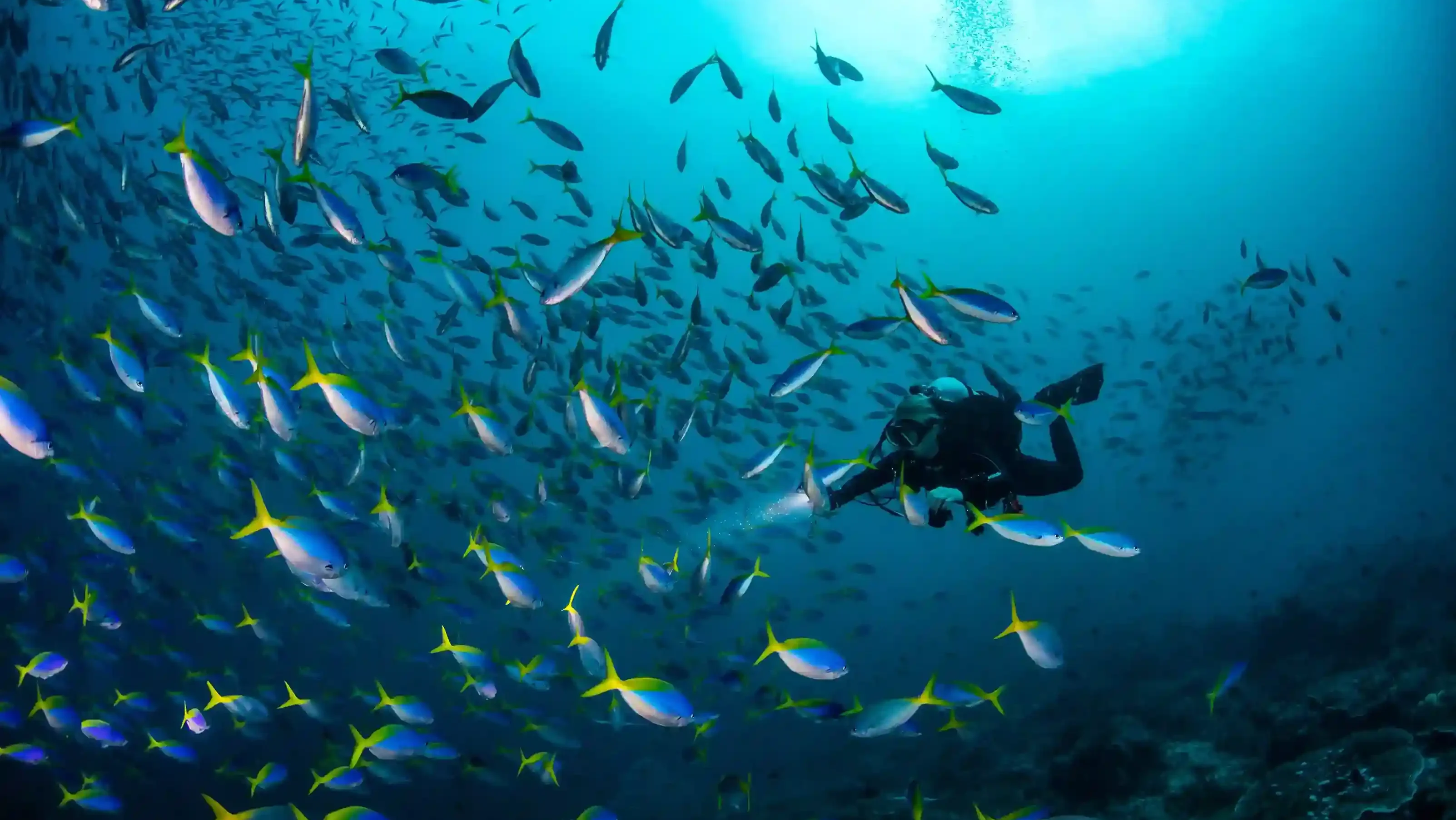 Diving with Fusilier in Misool Raja Ampat | What Marine Life Can You See in Misool | Komodo Luxury