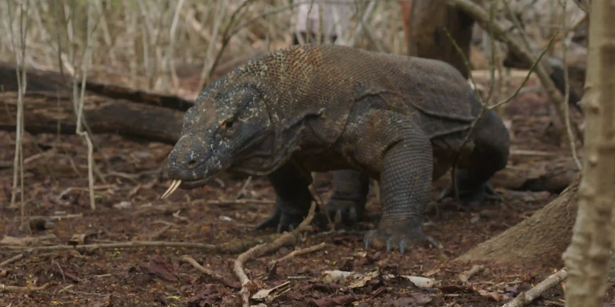 Komodo Dragon | Komodo Luxury