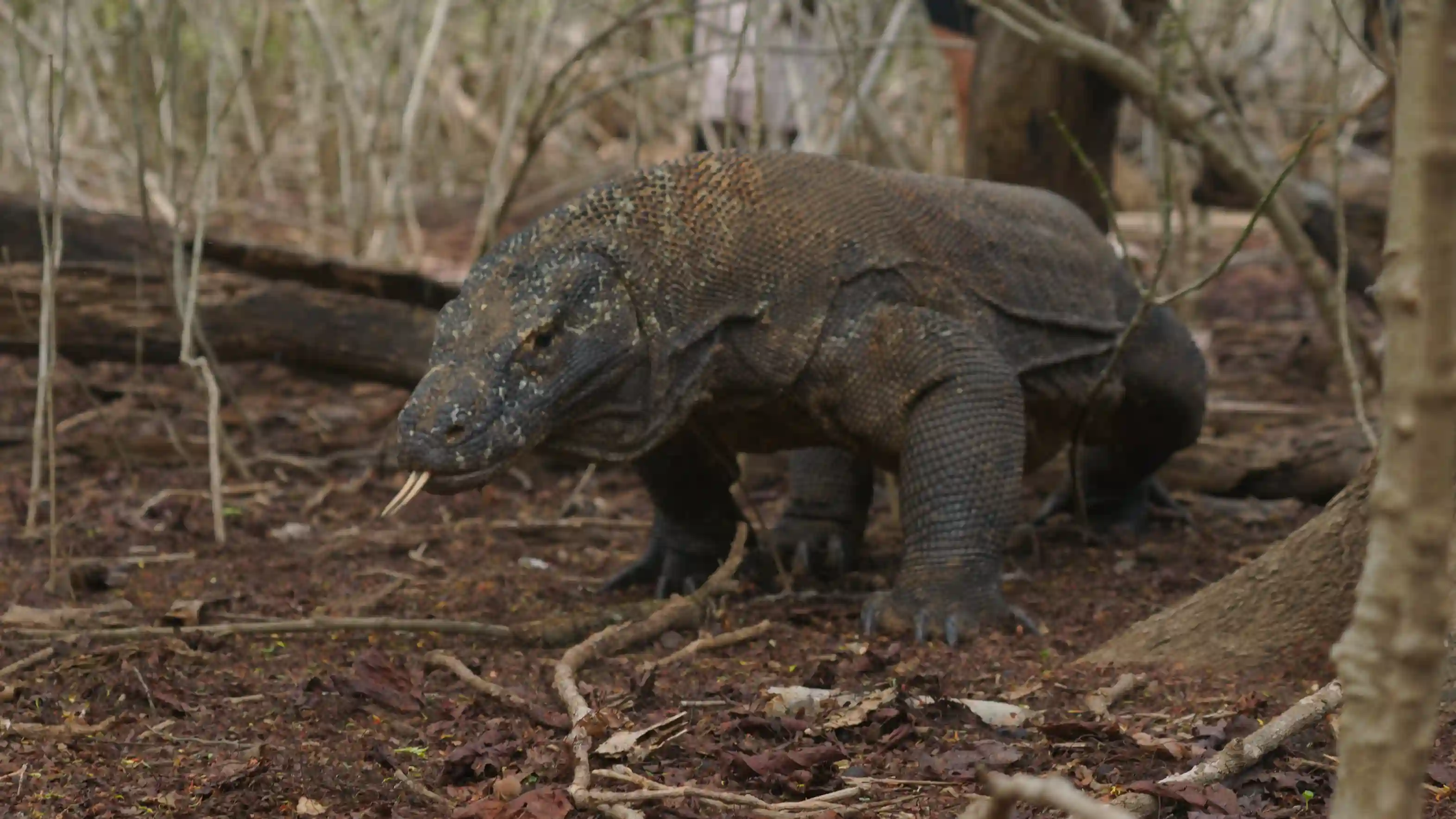 Komodo Dragon | Komodo Luxury