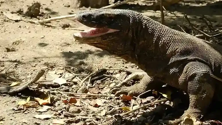 Komodo Dragon Mouth | Komodo Luxury