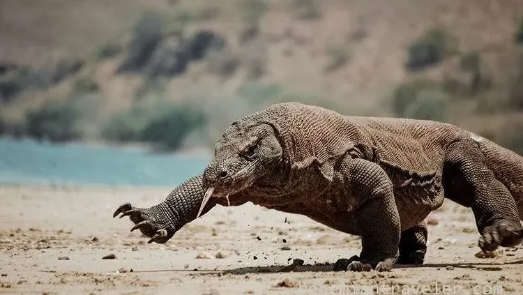Komodo Dragon | Komodo Island Tour | Komodo Luxury
