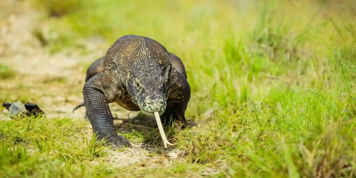Komodo Dragon | Komodo Island Tour | Komodo Luxury