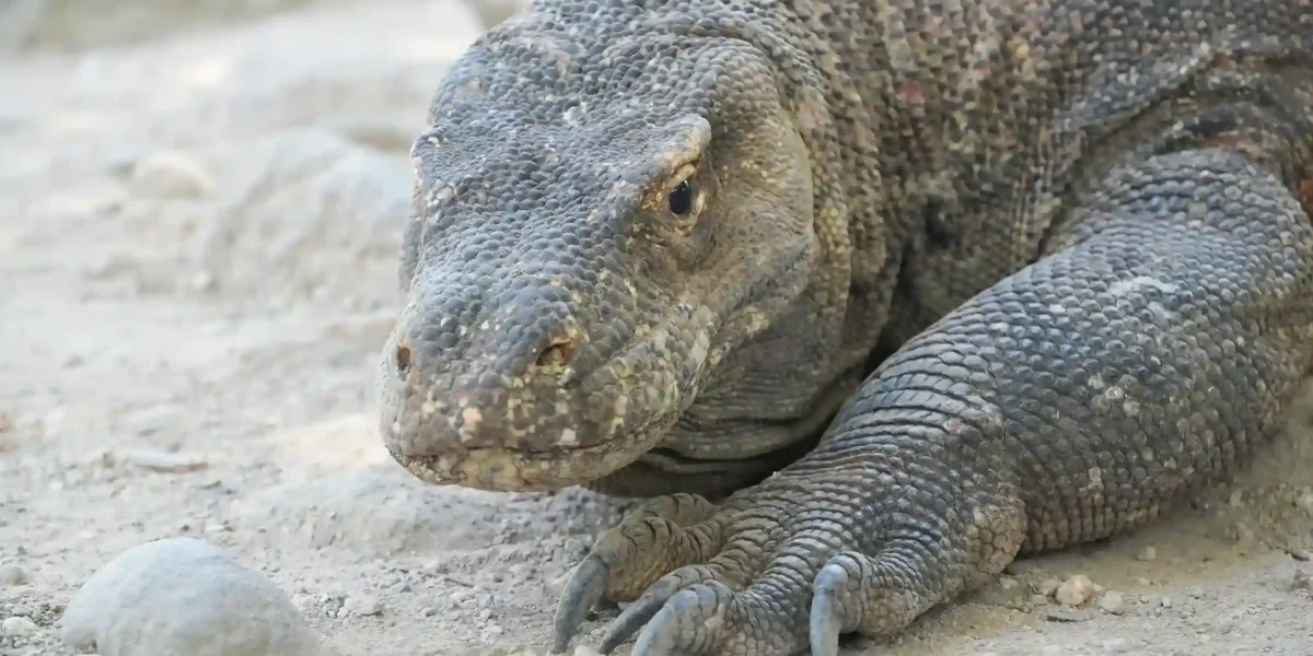 Komodo Dragon | Komodo Island Tour | Komodo Luxury